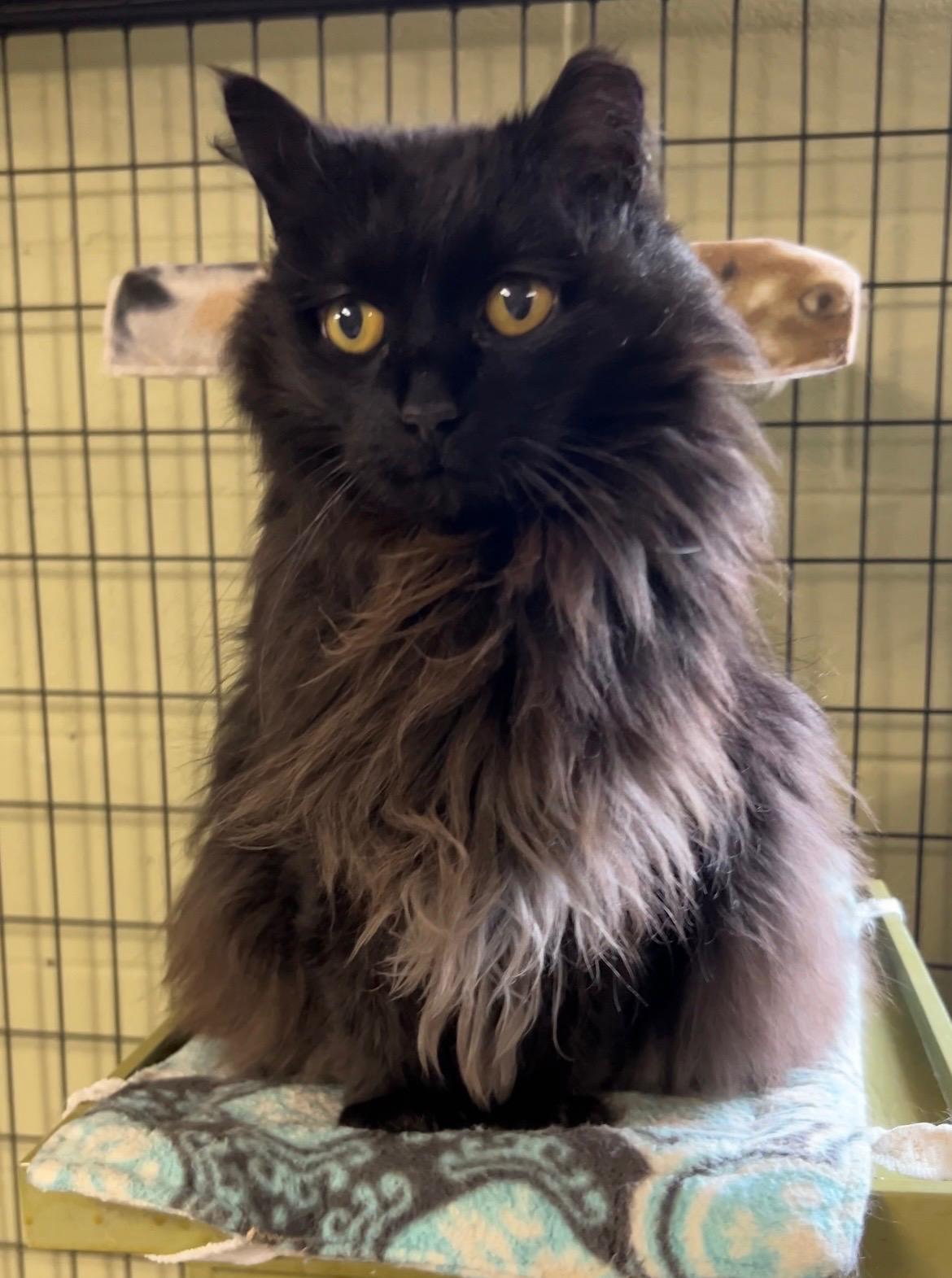 Pumpkin, a Adoptable Domestic Long Hair in Holland, MI image 2/2