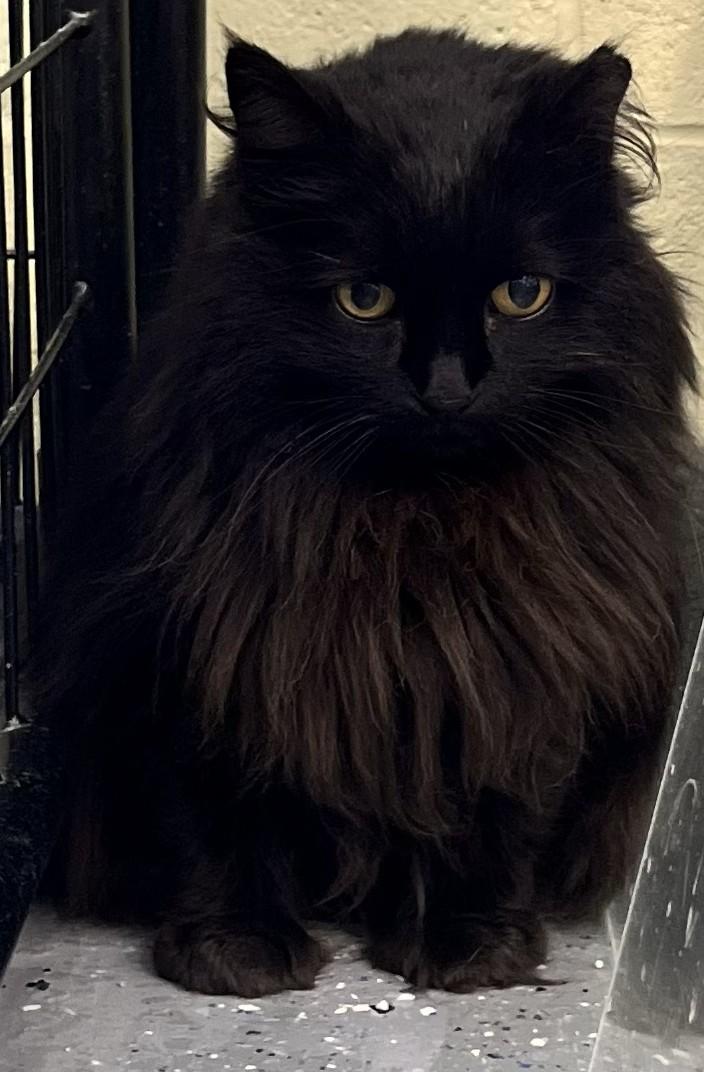 Pumpkin, Adoptable, Senior Female Domestic Long Hair.