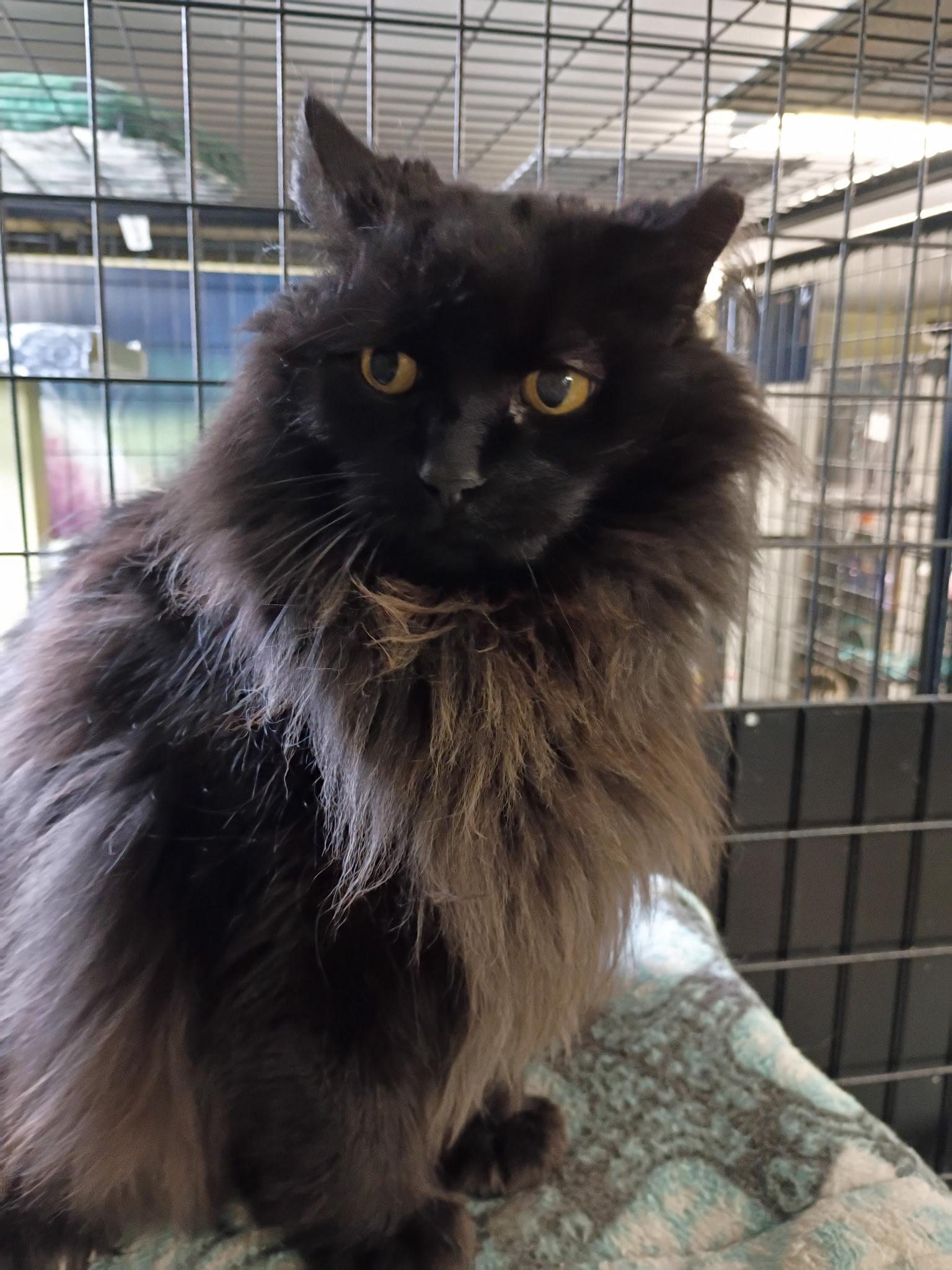 Pumpkin, a Adoptable Domestic Long Hair in Holland, MI image 2/2