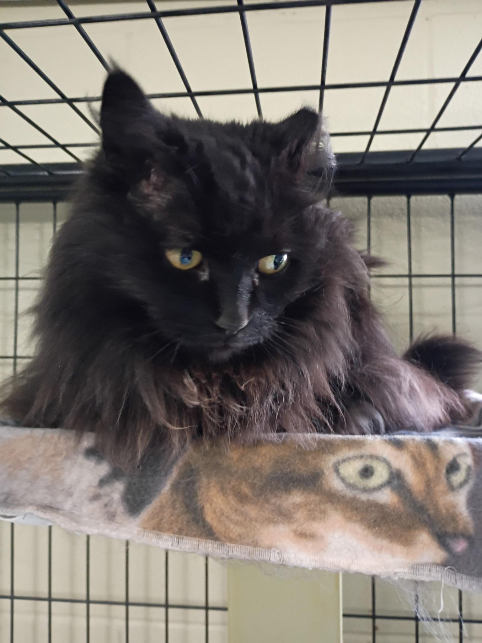 Pumpkin, Adoptable, Senior Female Domestic Long Hair.