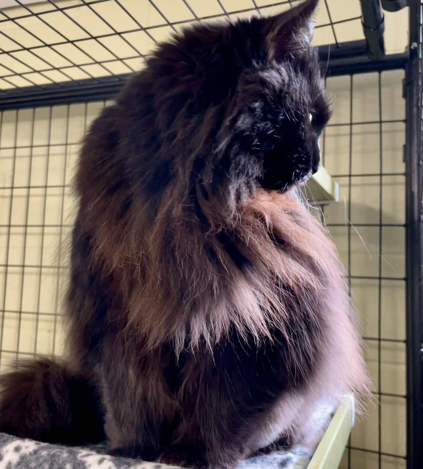 Pumpkin, a Adoptable Domestic Long Hair in Holland, MI image 2/2