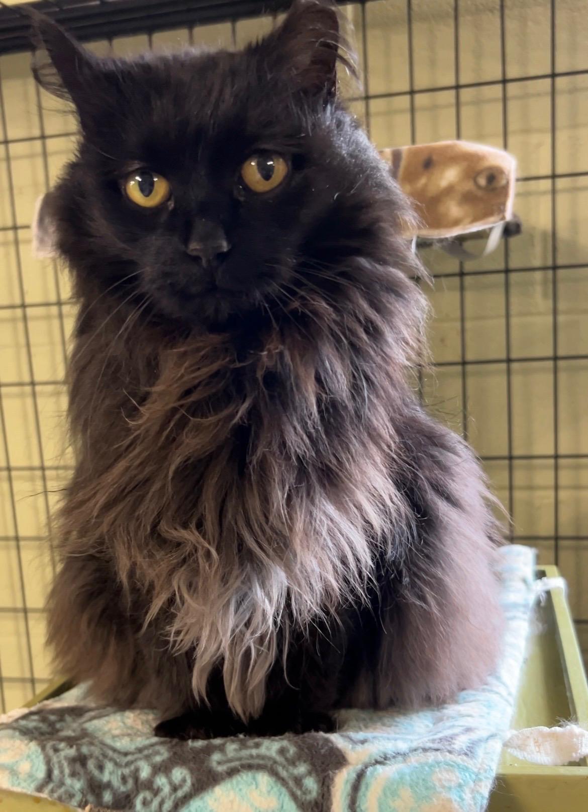 Pumpkin, a Adoptable Domestic Long Hair in Holland, MI image 1/2