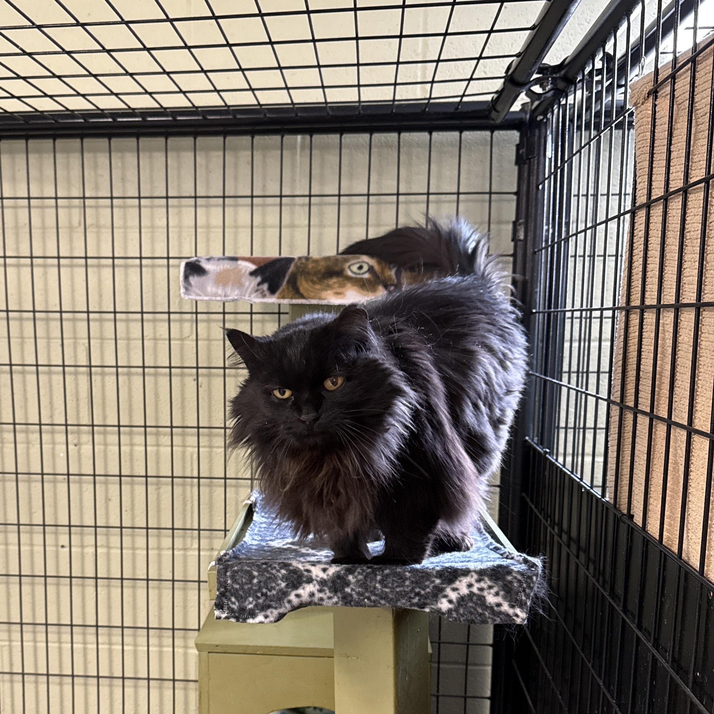 Pumpkin, Adoptable, Senior Female Domestic Long Hair.