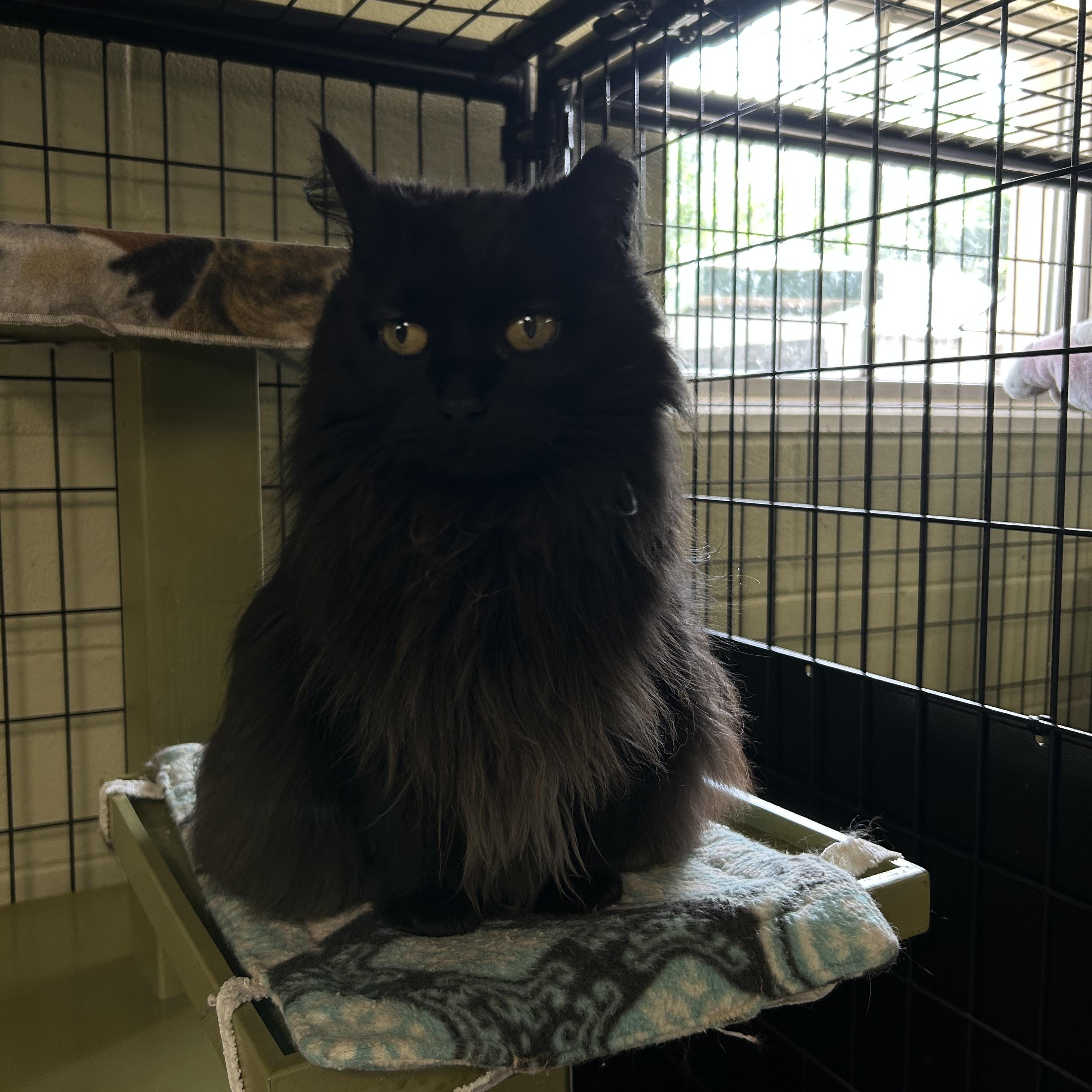Enlarge Pumpkin, a Adoptable Domestic Long Hair in Holland, MI image 1/1