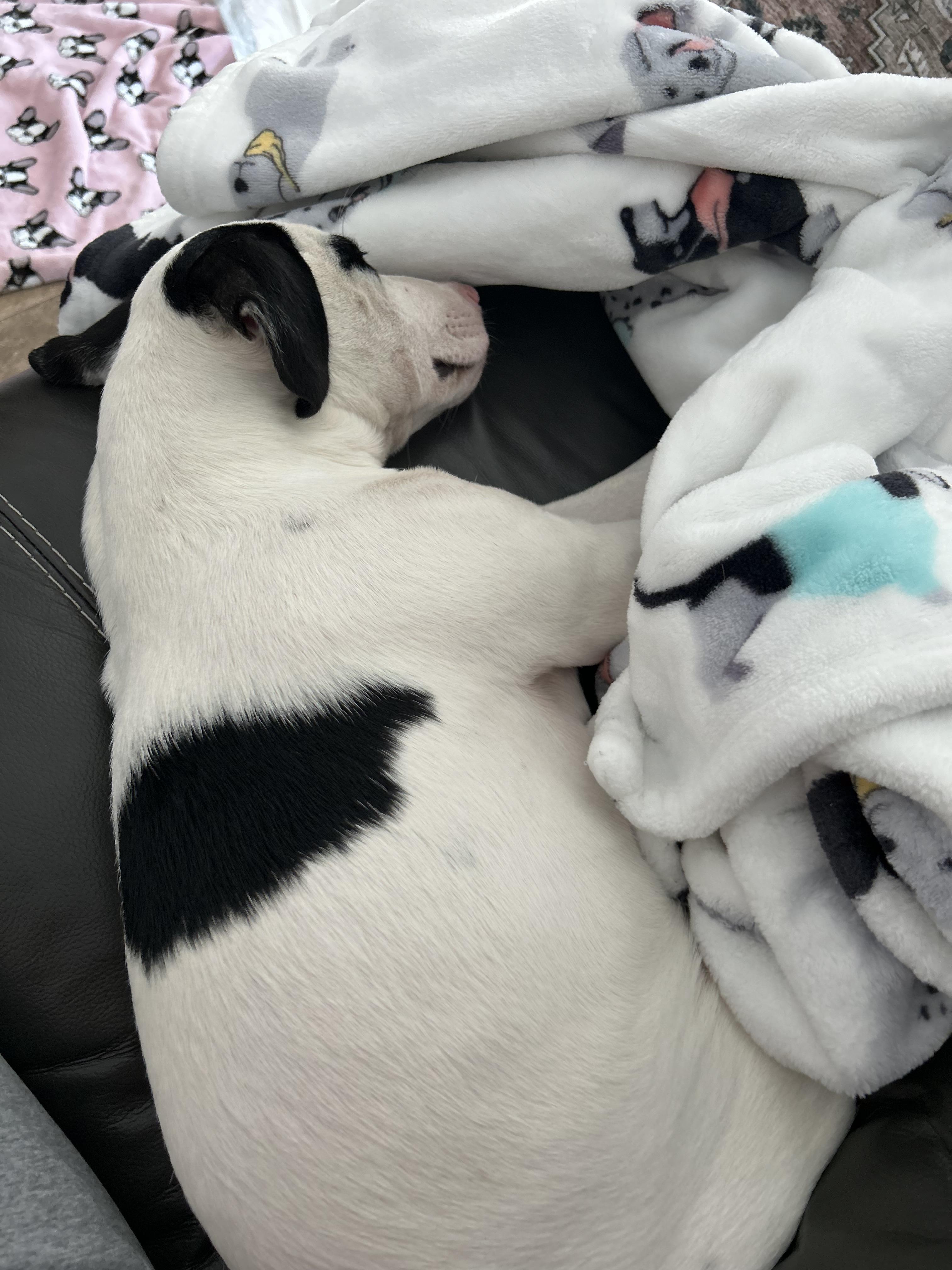 Enlarge Buckle, a Adoptable Cattle Dog in Waterford, CT image 5/6