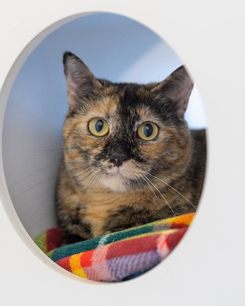 Enlarge DAPHNE, a Adoptable Domestic Short Hair in Leesburg, VA image 1/1
