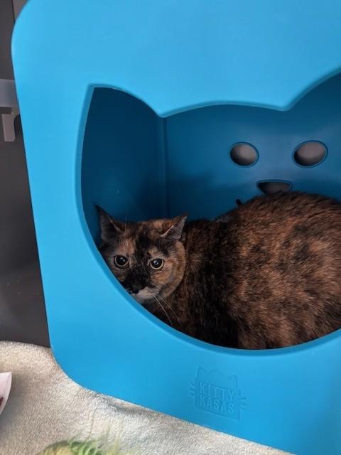 Enlarge DAPHNE, a Adoptable Domestic Short Hair in Leesburg, VA image 1/1