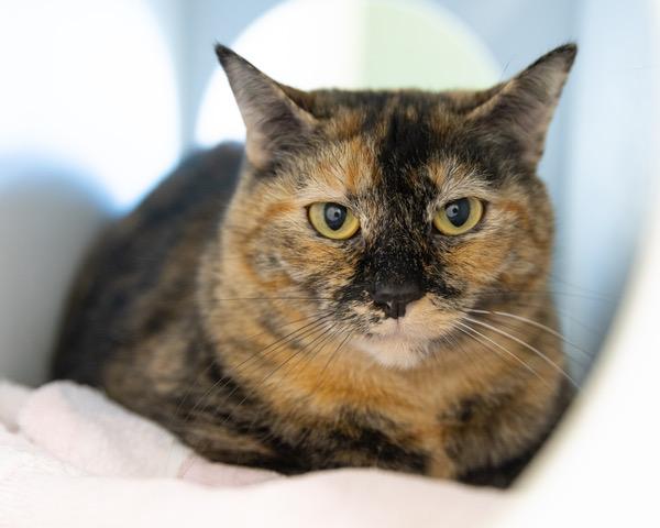 DAPHNE, Adoptable, Adult Female Domestic Short Hair.