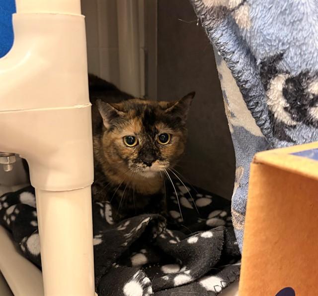 DAPHNE, Adoptable, Adult Female Domestic Short Hair.