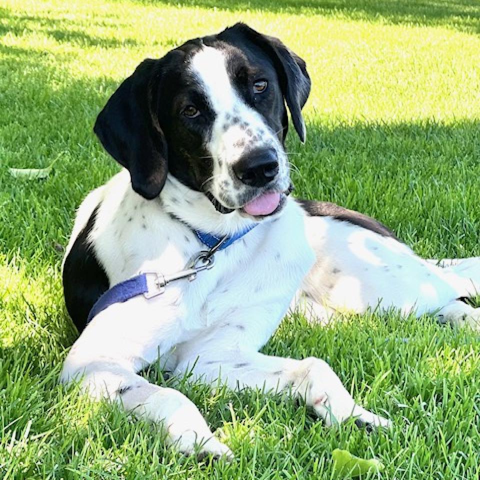 Enlarge Junie, a Adoptable mixed breed in San Francisco, CA image 1/6