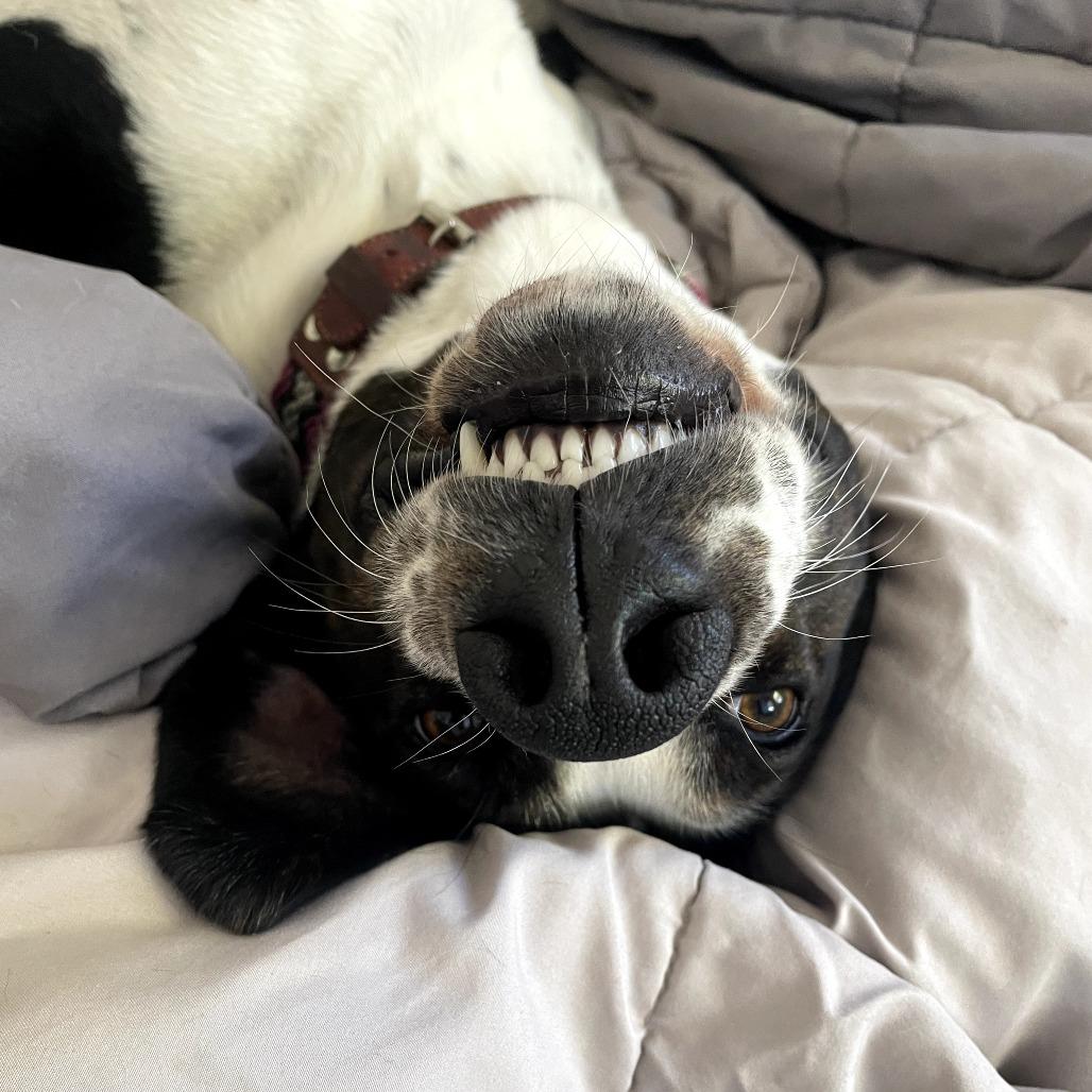 Enlarge Junie, a Adoptable mixed breed in San Francisco, CA image 2/6