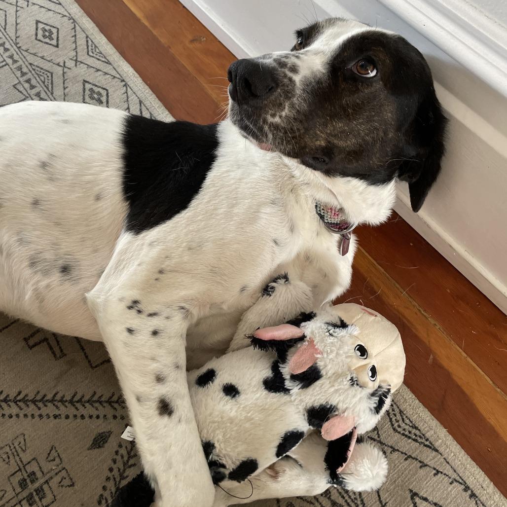 Enlarge Junie, a Adoptable mixed breed in San Francisco, CA image 3/6