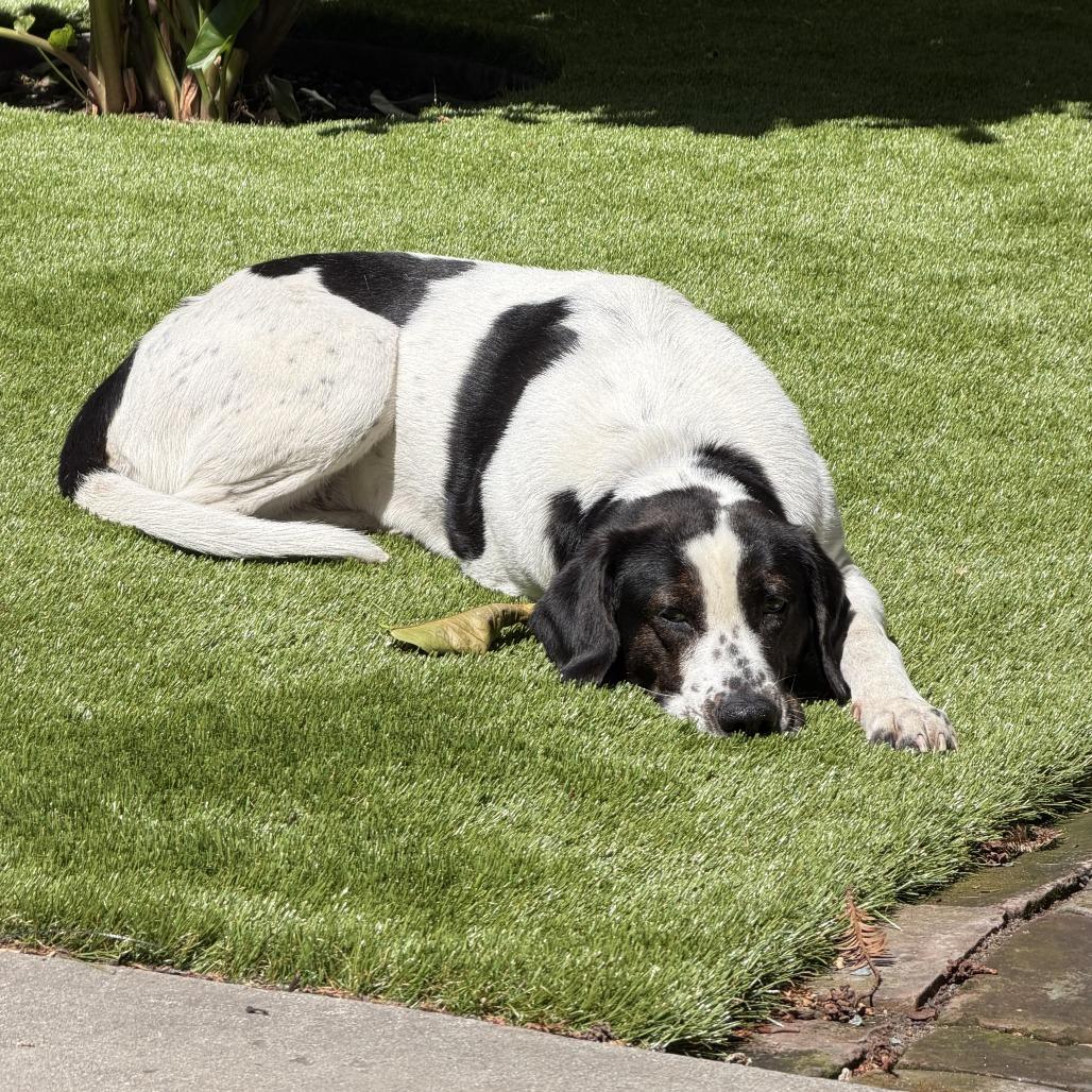 Enlarge Junie, a Adoptable mixed breed in San Francisco, CA image 4/6