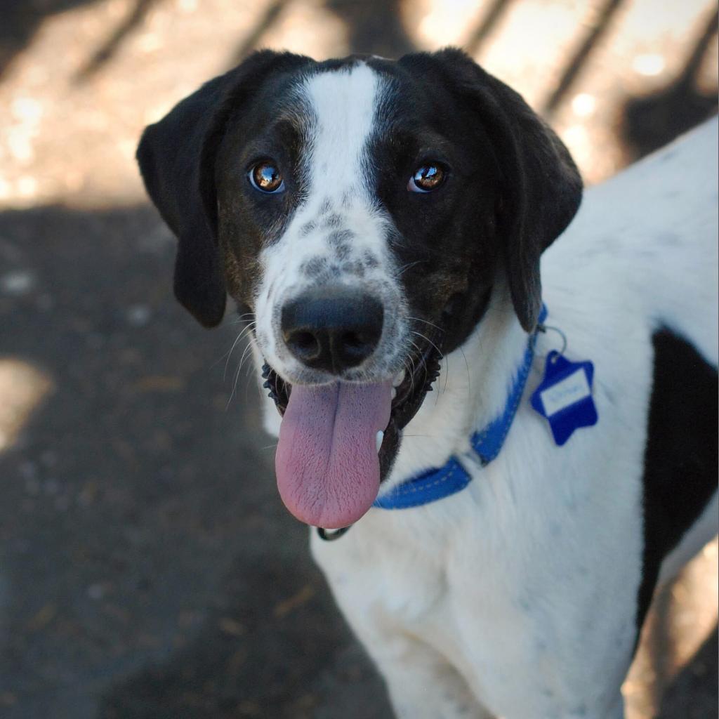 Enlarge Junie, a Adoptable mixed breed in San Francisco, CA image 5/6