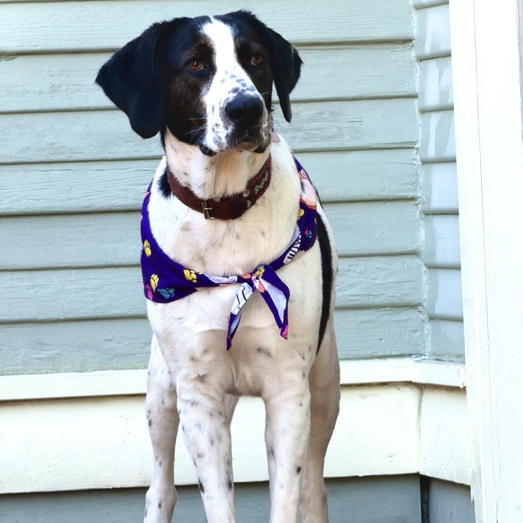 Enlarge Junie, a Adoptable mixed breed in San Francisco, CA image 6/6