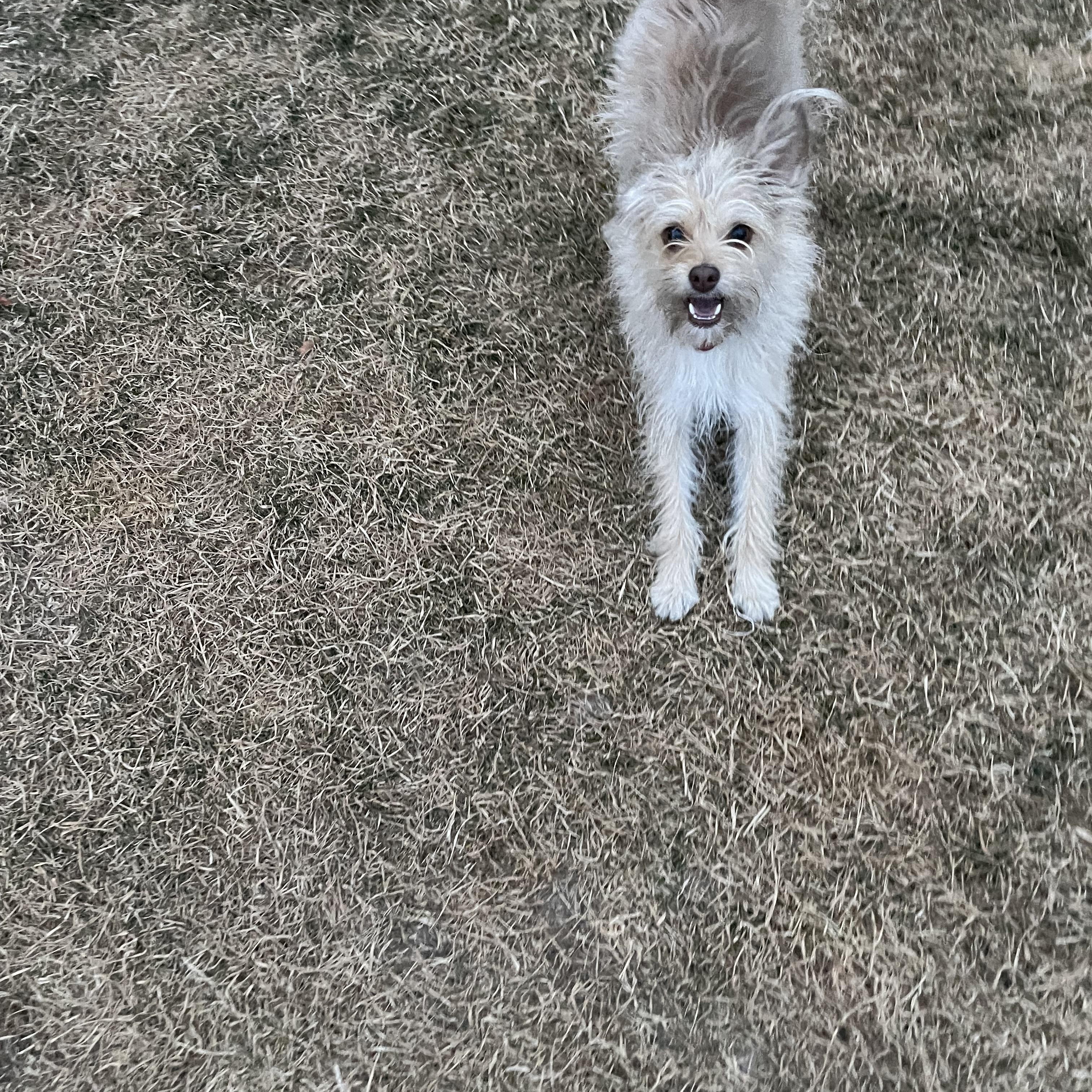 Greta, an adopted mixed breed in West Valley, UT image 2/3