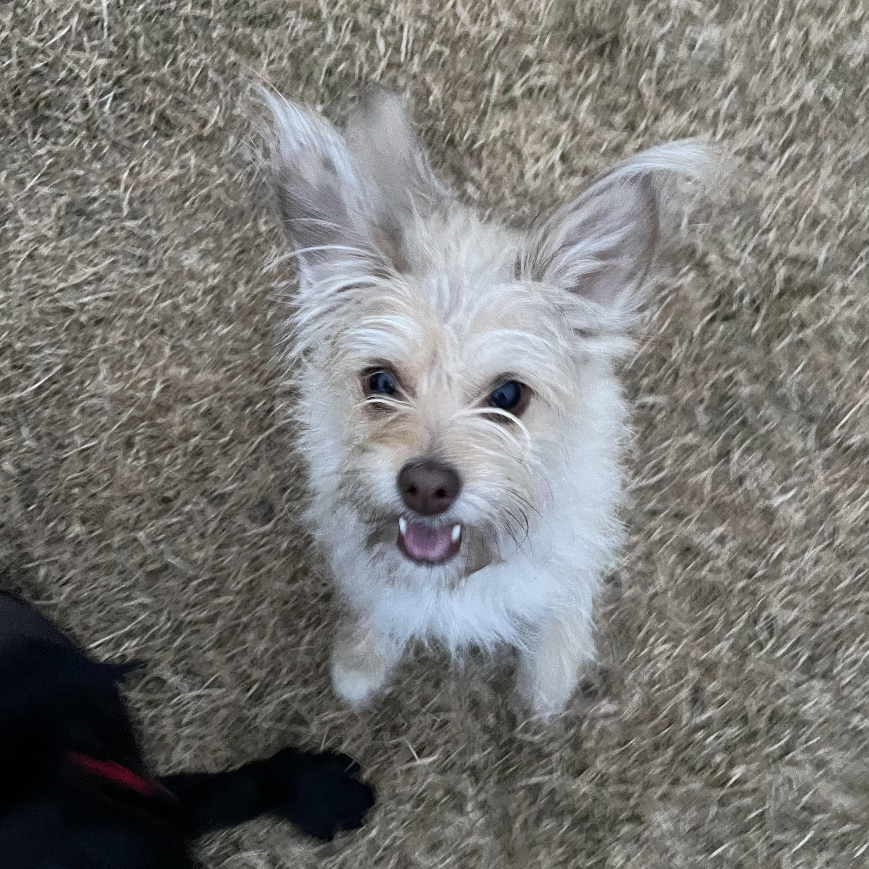 Greta, an adopted mixed breed in West Valley, UT image 1/3