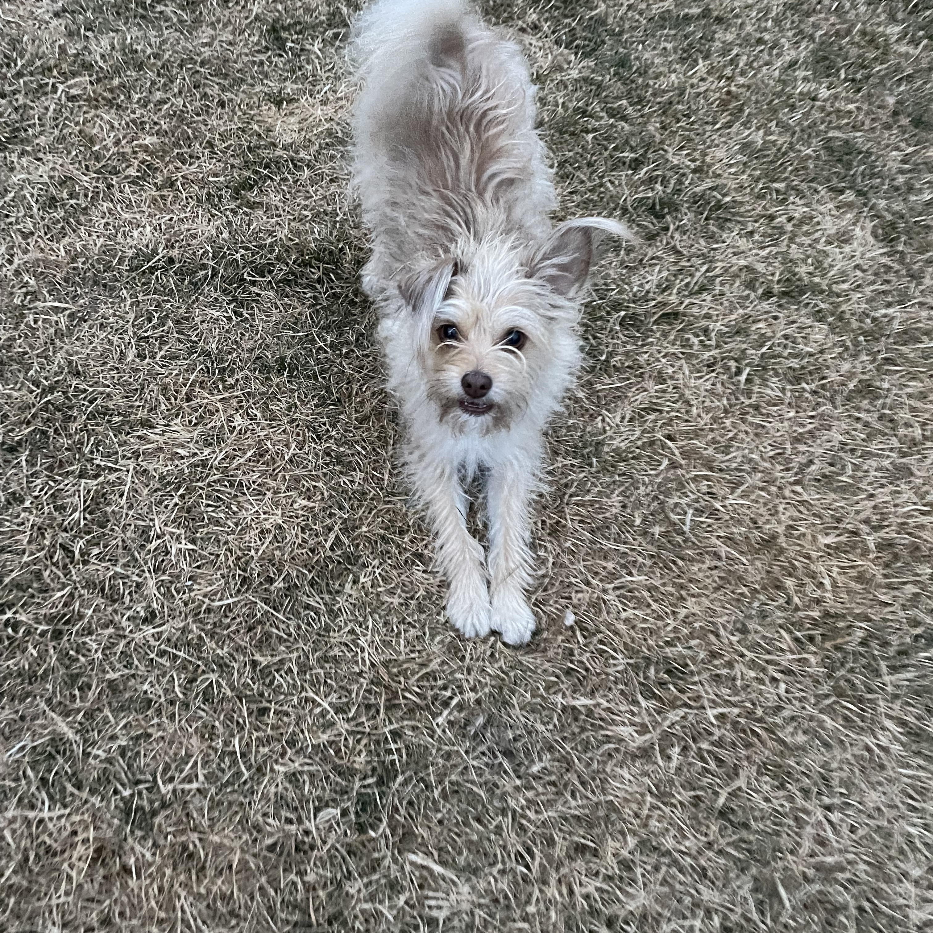Greta, an adopted mixed breed in West Valley, UT image 3/3
