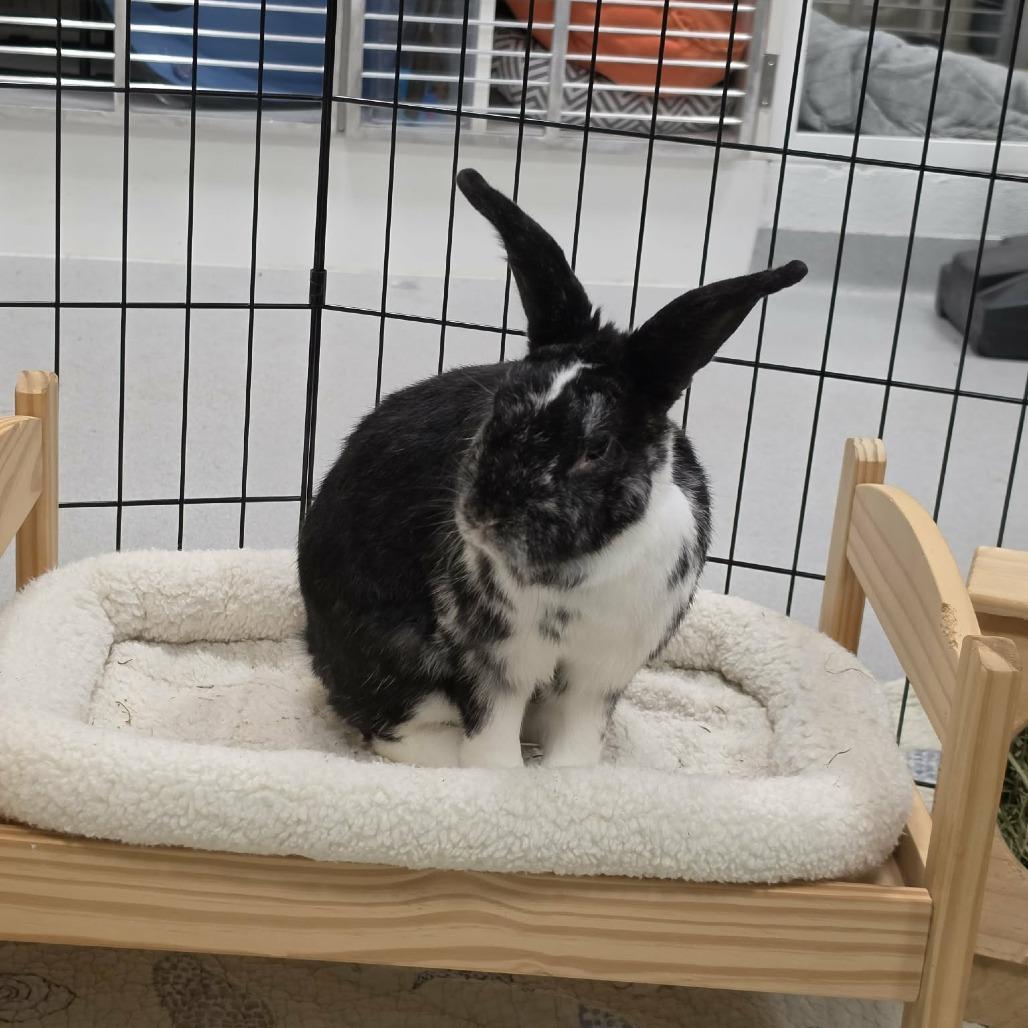 Archer, Adoptable, Senior Male American.