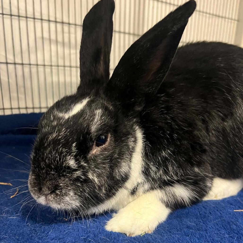 Enlarge Archer, a Adoptable American in Hampton Bays, NY image 2/4