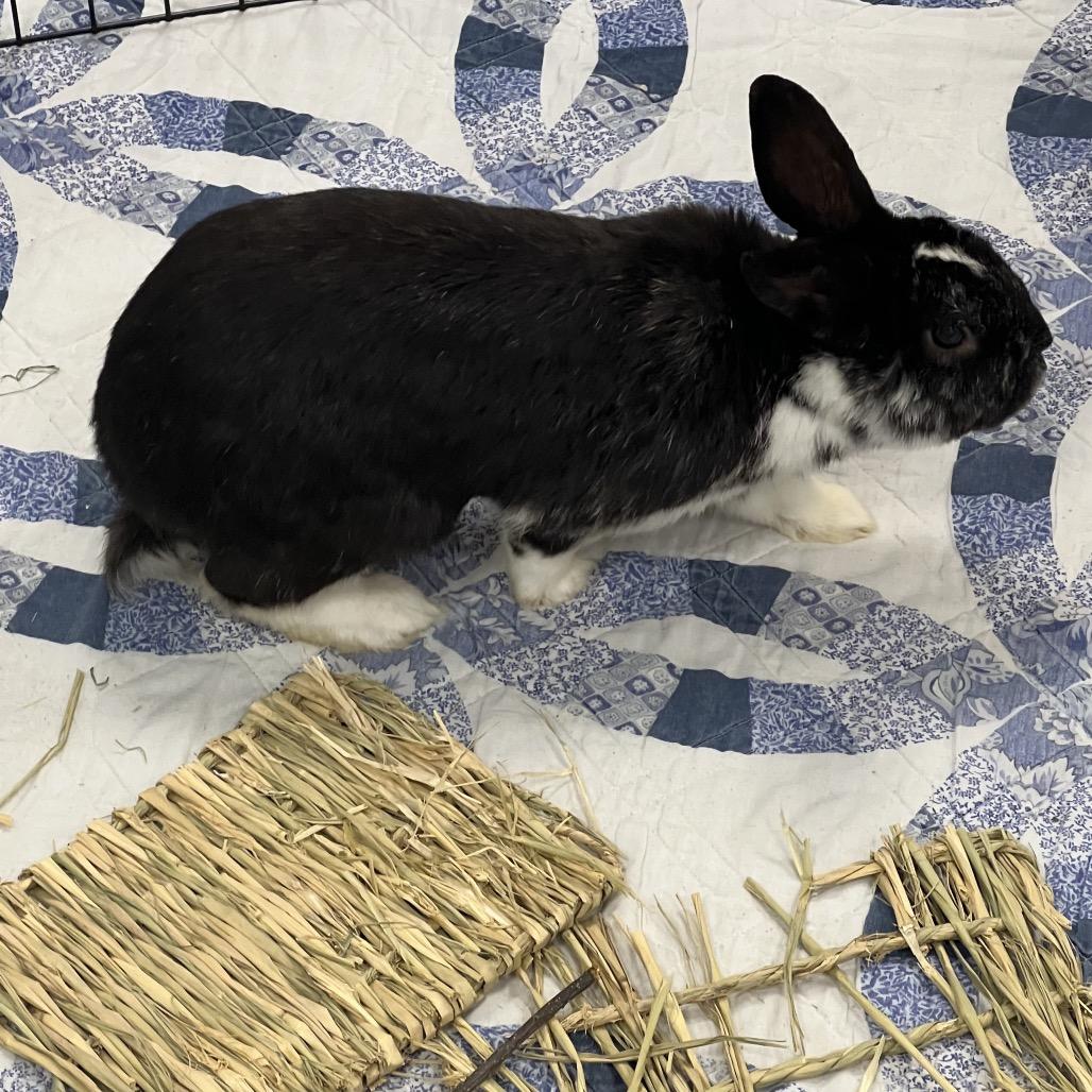 Enlarge Archer, a Adoptable American in Hampton Bays, NY image 3/4