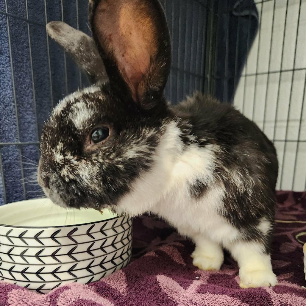 Enlarge Archer, a Adoptable American in Hampton Bays, NY image 4/4