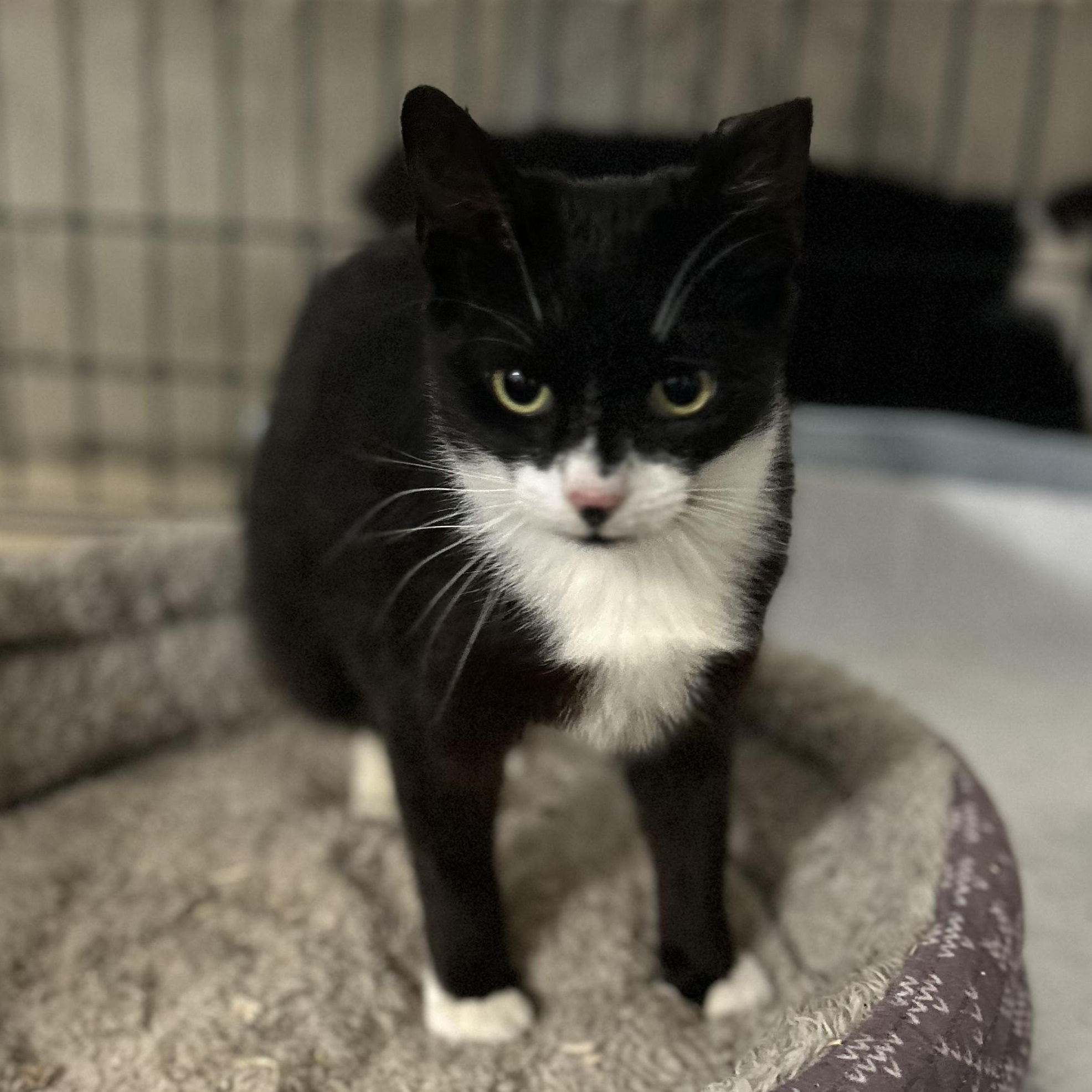 Pinky, Adoptable, Young Female Domestic Short Hair.