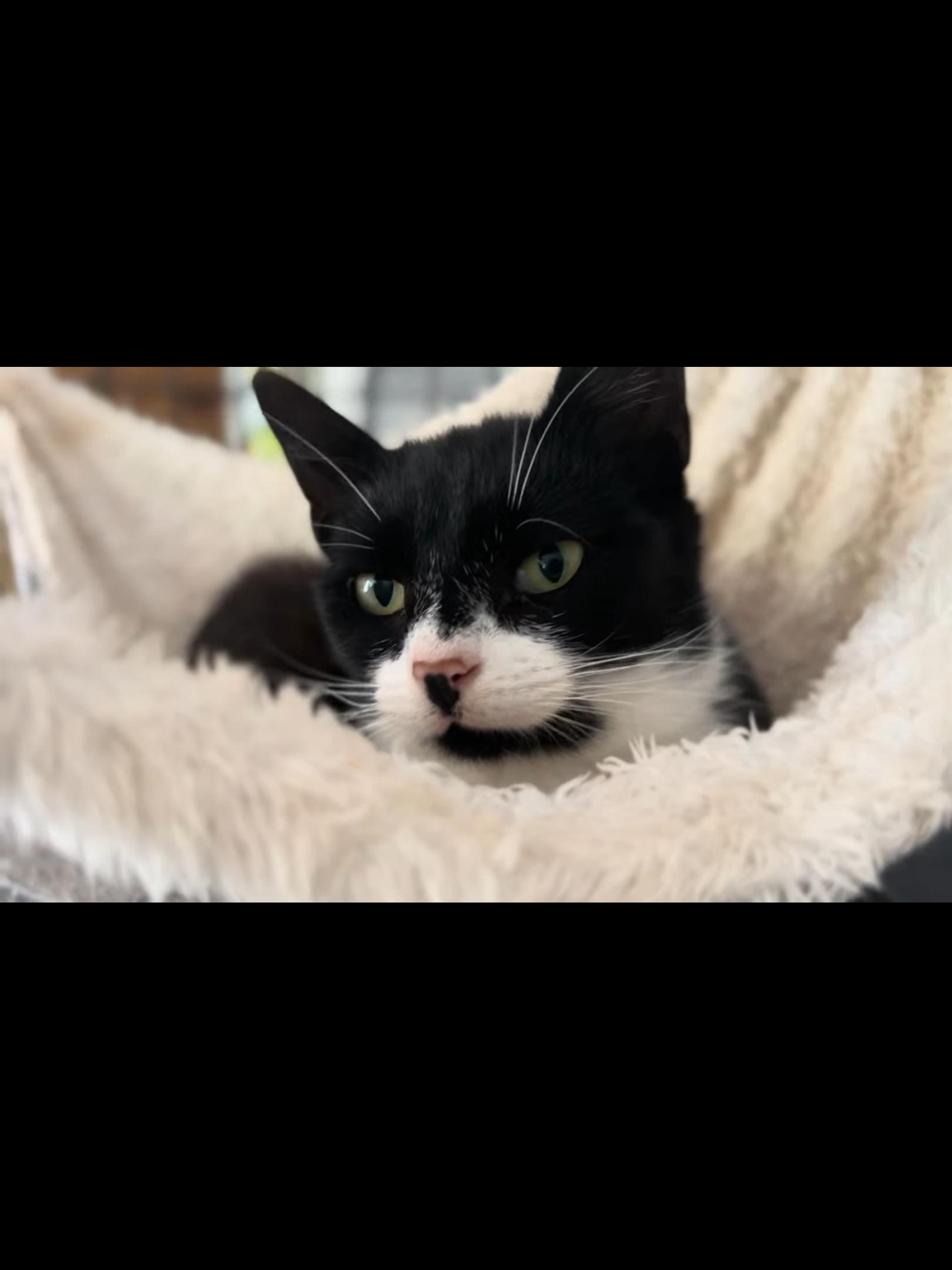 Pinky, a Adoptable Domestic Short Hair in West Nyack, NY image 3/3