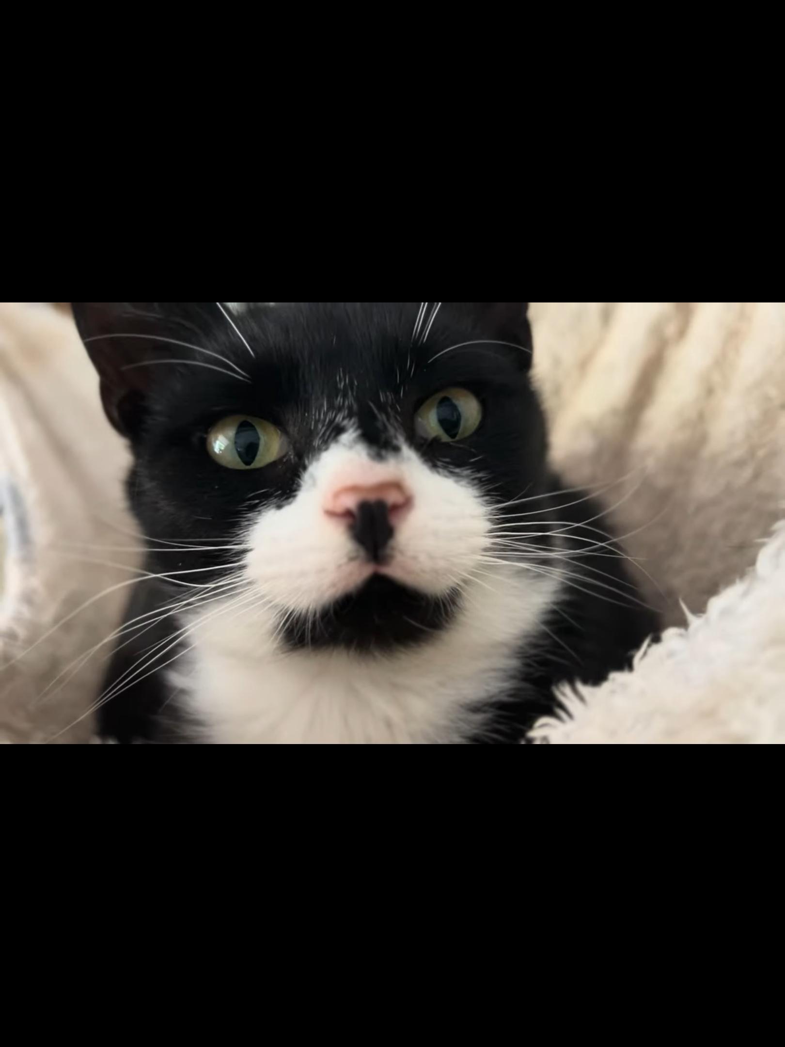 Pinky, Adoptable, Young Female Domestic Short Hair.