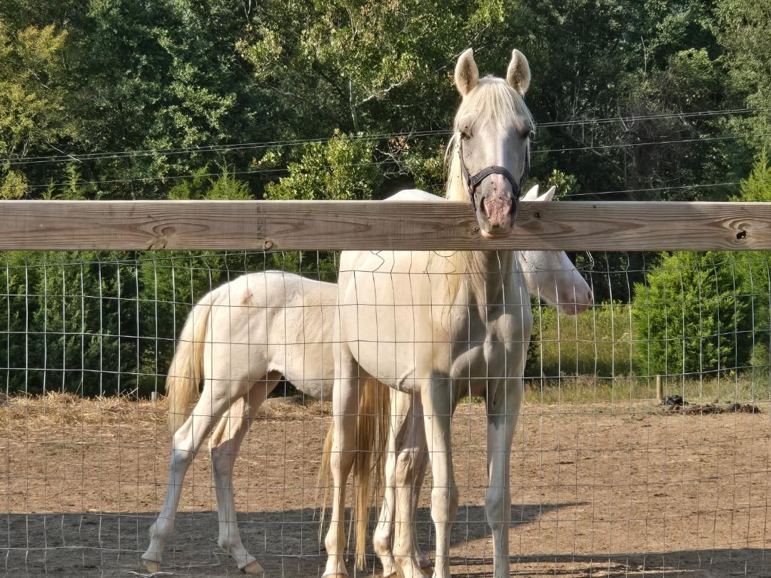 Enlarge Stella d'Oro, a ADOPTABLE mixed breed in Leitchfield , KY image 1/1
