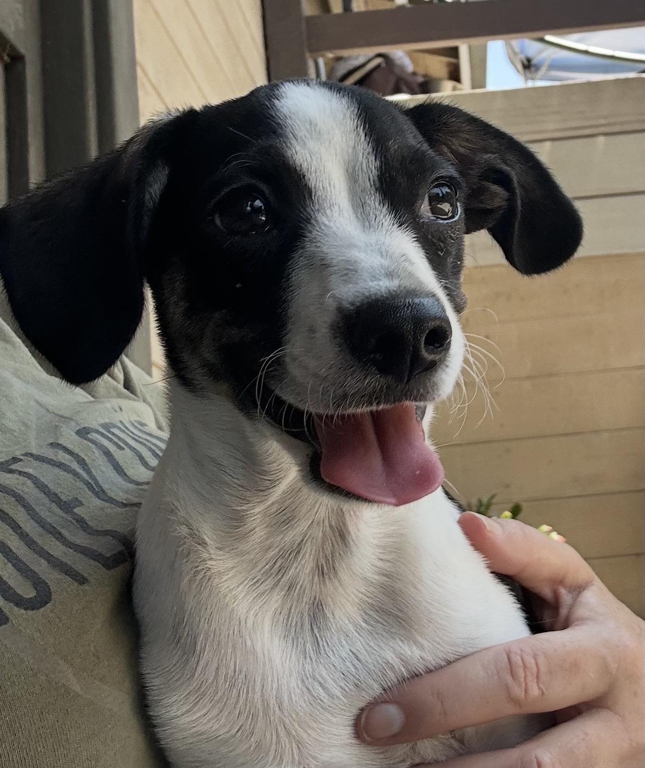 Enlarge TUX, a ADOPTABLE mixed breed in El Cajon, CA image 6/6