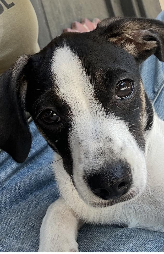 TUX, ADOPTABLE, Puppy Male Chihuahua.