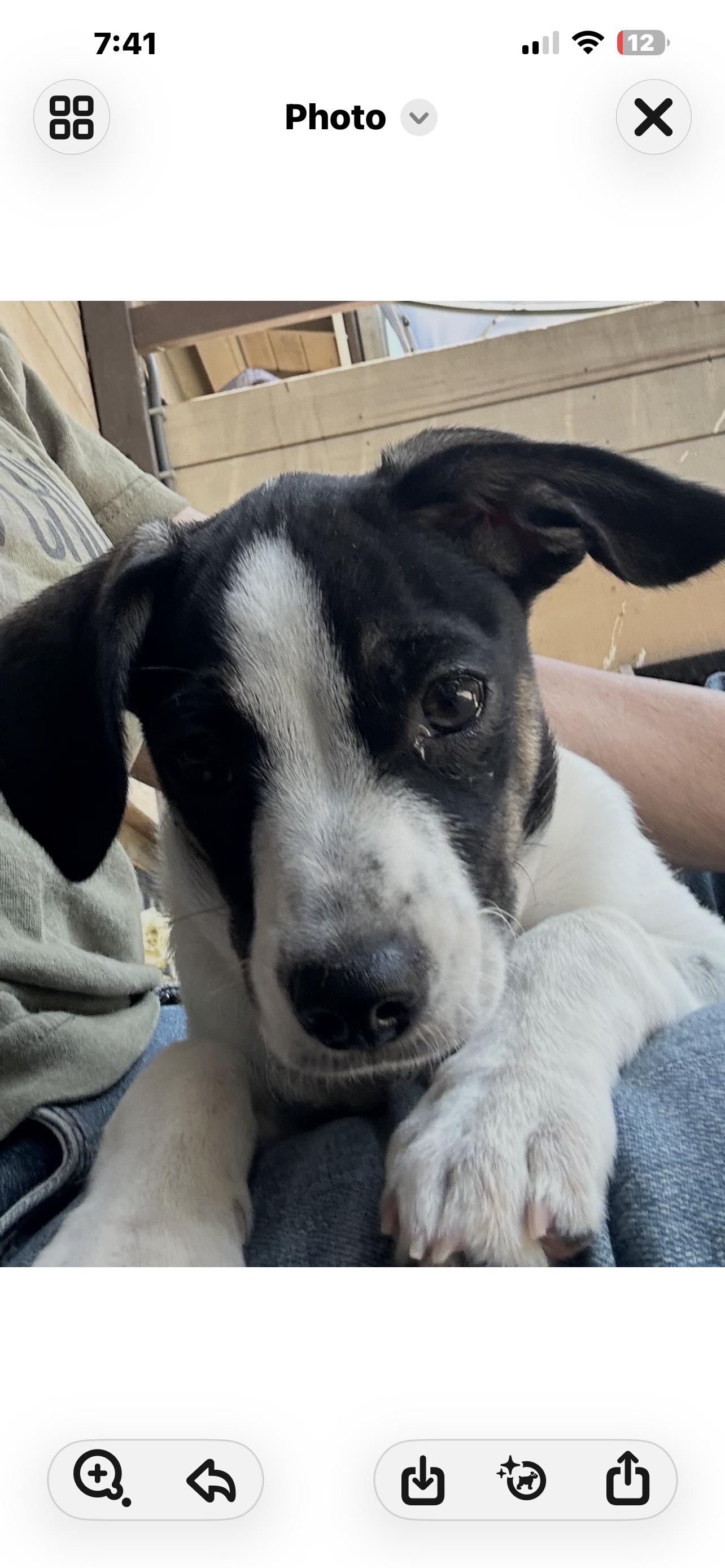 Enlarge TUX, a ADOPTABLE mixed breed in El Cajon, CA image 3/6