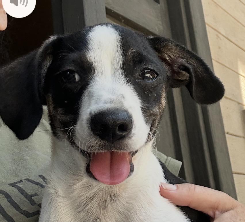 Enlarge TUX, a ADOPTABLE mixed breed in El Cajon, CA image 5/6