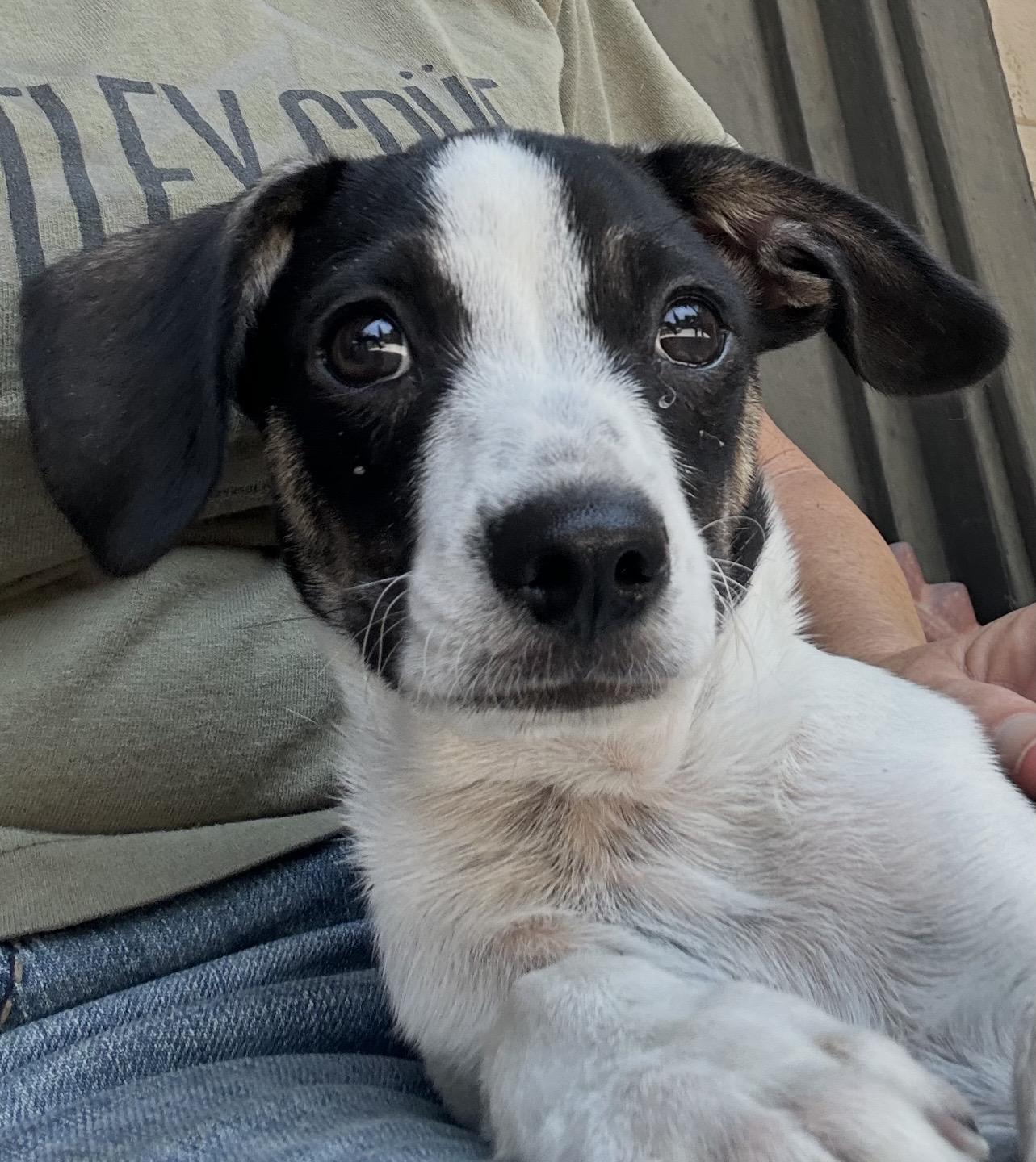 Enlarge TUX, a ADOPTABLE mixed breed in El Cajon, CA image 2/6