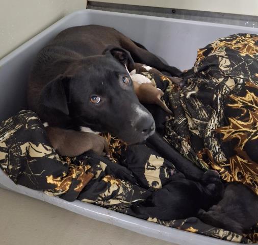 Enlarge Lois, a ADOPTABLE Pit Bull Terrier in Thousand Oaks, CA image 1/1