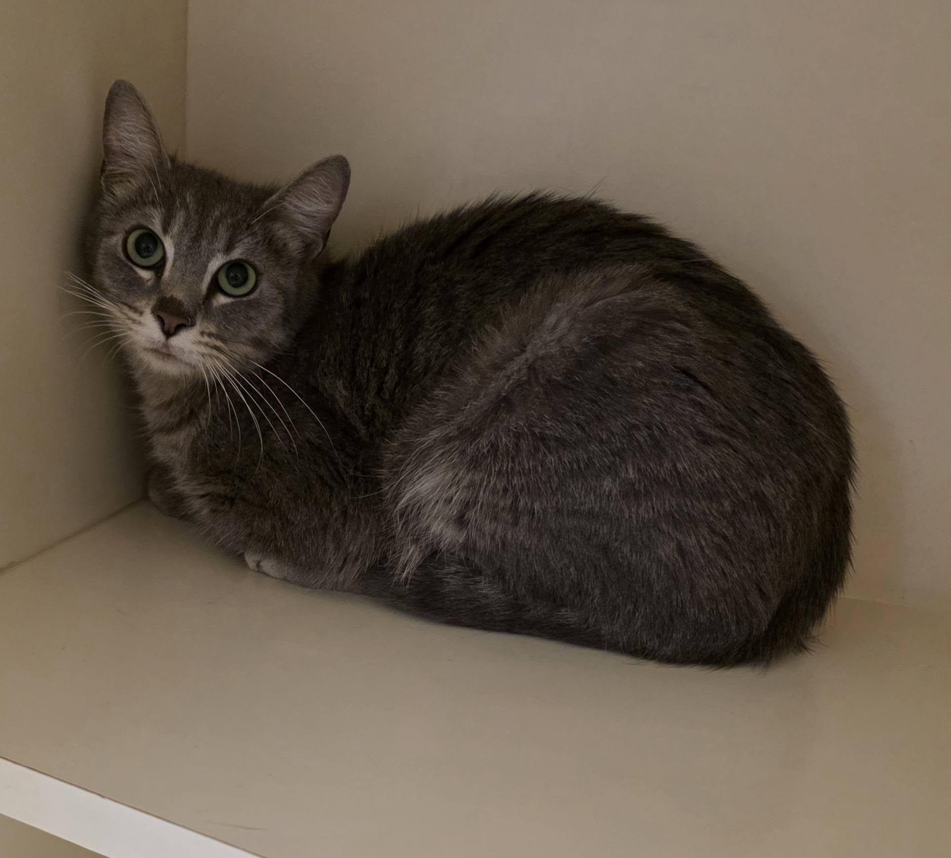 Enlarge KC26-78, a ADOPTABLE Domestic Short Hair in Ridgecrest, CA image 1/1