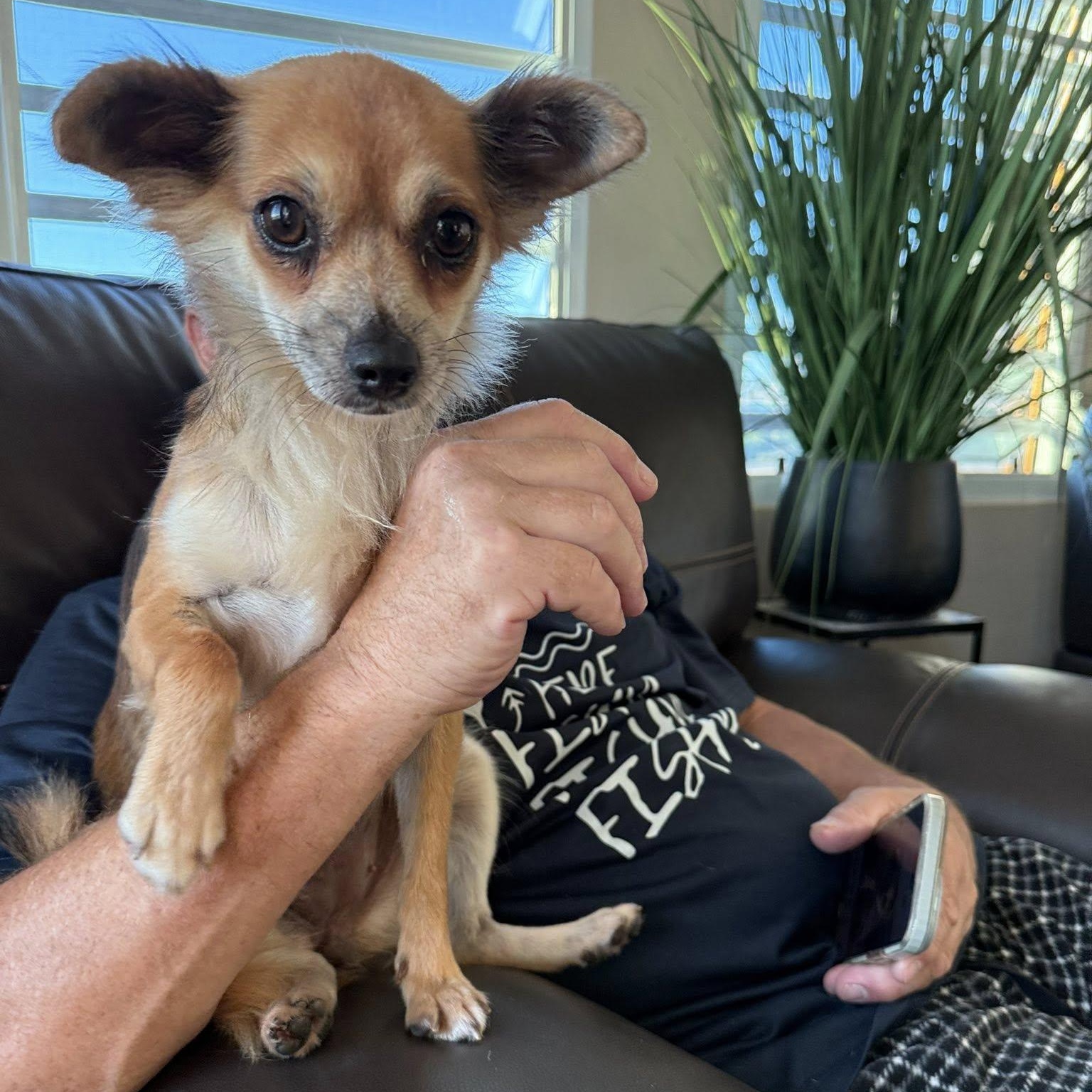 Gigi, an adopted mixed breed in Spokane, WA image 6/6