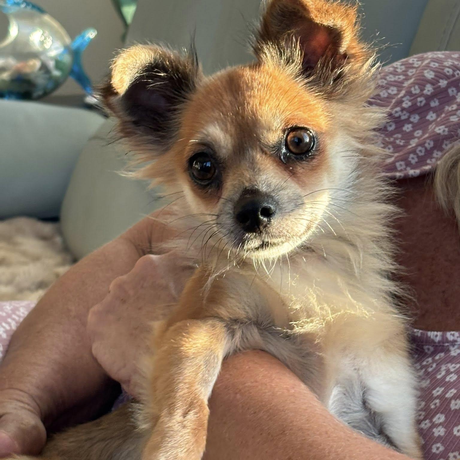 Gigi, adopted, Young Female Pomeranian & Chihuahua.