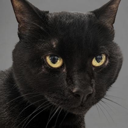 Enlarge Cinder, a Adoptable mixed breed in Burlington, WA image 1/1