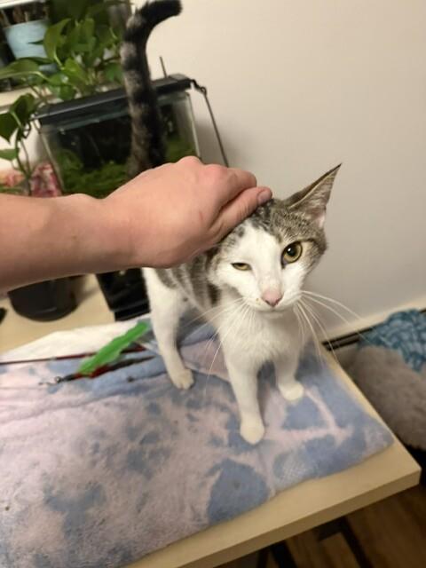 Madame, Adoptable, Adult Female Domestic Short Hair.
