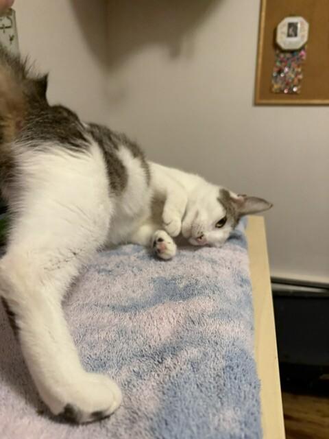 Madame, a Adoptable Domestic Short Hair in Fort Collins, CO image 2/3