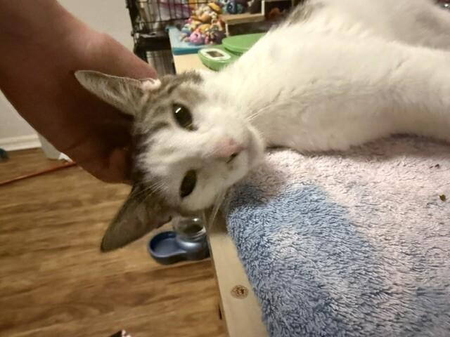 Madame, a Adoptable Domestic Short Hair in Fort Collins, CO image 3/3