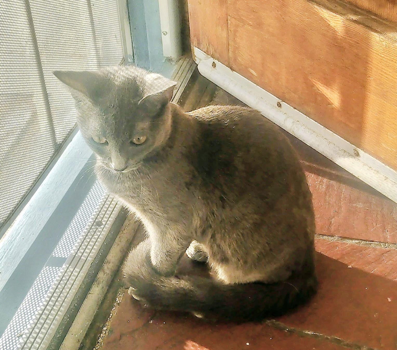 Enlarge Larissa-courtesy post, a Adopted Russian Blue in Laguna Niguel, CA image 1/3