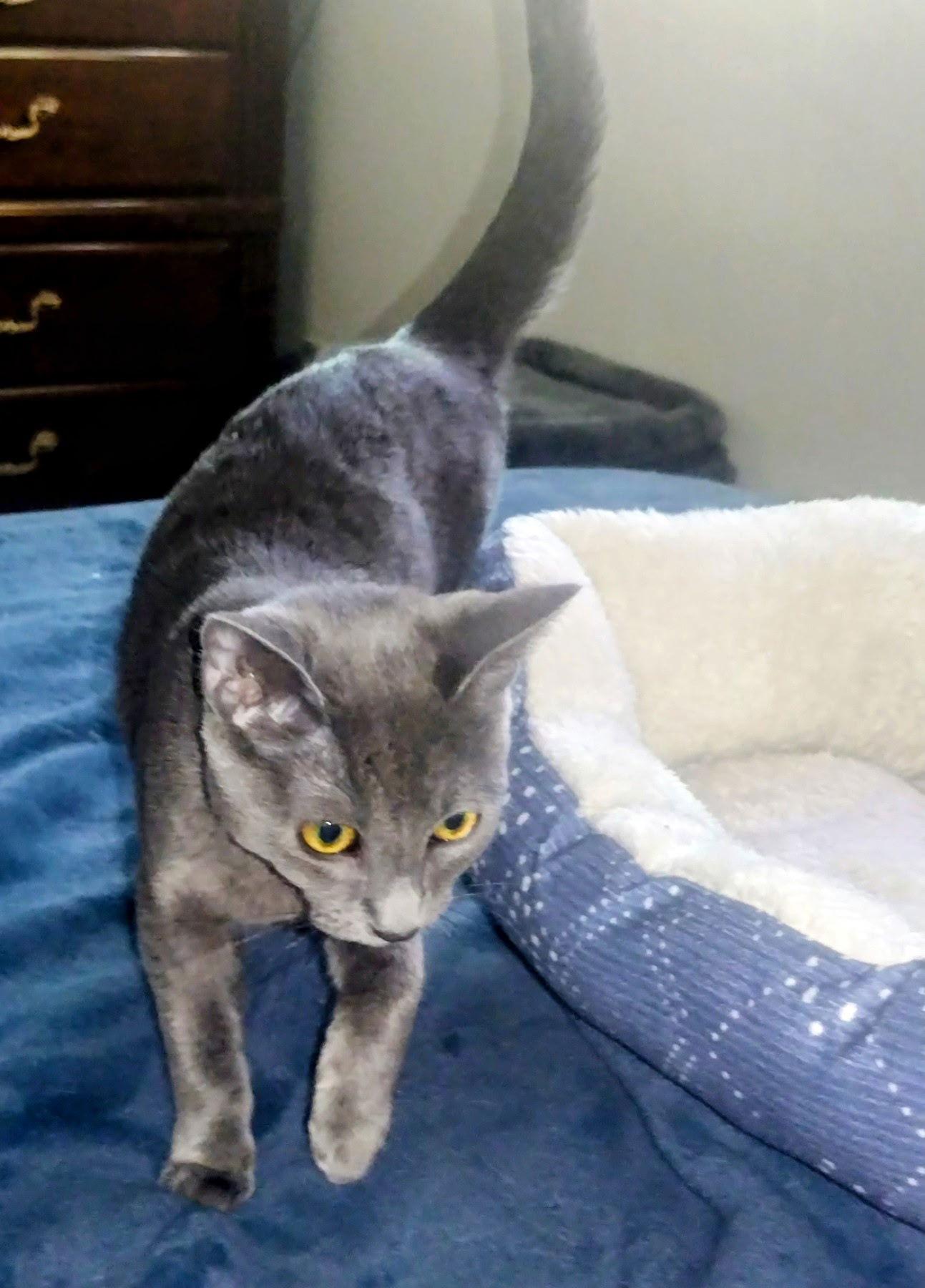 Enlarge Larissa-courtesy post, a Adopted Russian Blue in Laguna Niguel, CA image 2/3