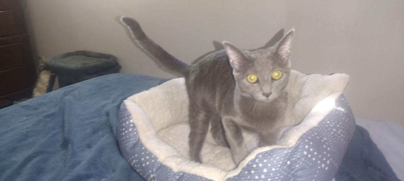 Enlarge Larissa-courtesy post, a Adopted Russian Blue in Laguna Niguel, CA image 3/3