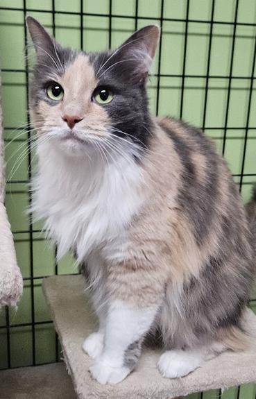 Leigh, Adoptable, Adult Female Domestic Long Hair.