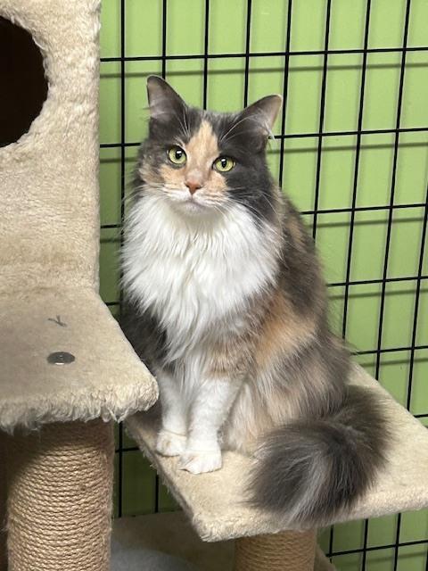 Leigh, a Adoptable mixed breed in Muskegon, MI image 2/2