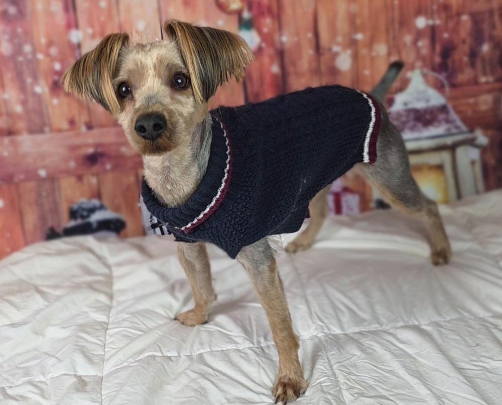 Enlarge Harvey, a Adoptable Yorkshire Terrier in Oakland, MI image 2/6