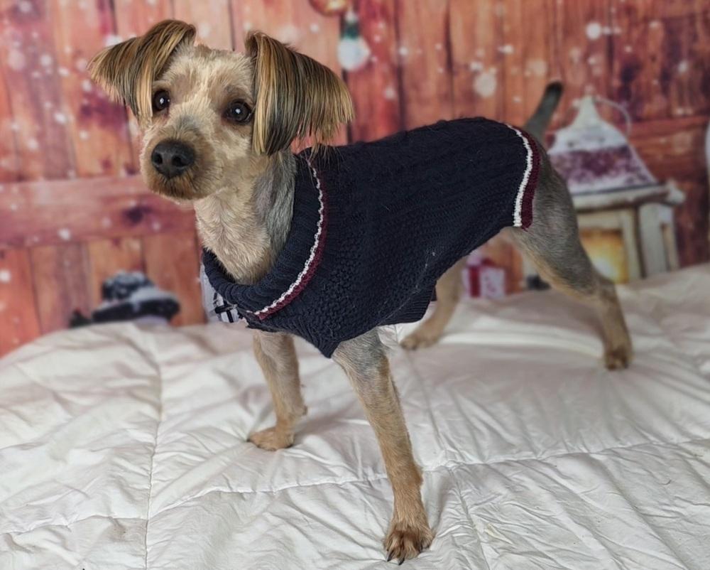 Enlarge Harvey, a Adoptable Yorkshire Terrier in Oakland, MI image 3/6